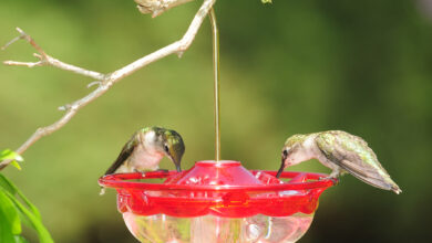 Hummingbird Feeders