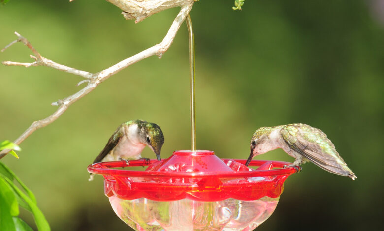 Hummingbird Feeders